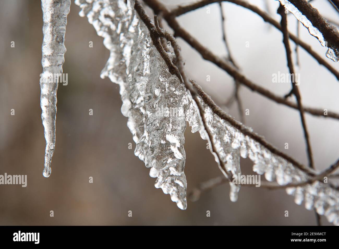 Benneckenstein, Deutschland. Februar 2021, 06th. An dünnen Zweigen im Oberharz hängt Eis. Ausflügler haben den verschneiten Harz am Samstag weitgehend gemieden und sich wegen der angekündigten Winterwetterextreme nicht unnötig in Gefahr gebracht. Quelle: Matthias Bein/dpa-Zentralbild/dpa/Alamy Live News Stockfoto