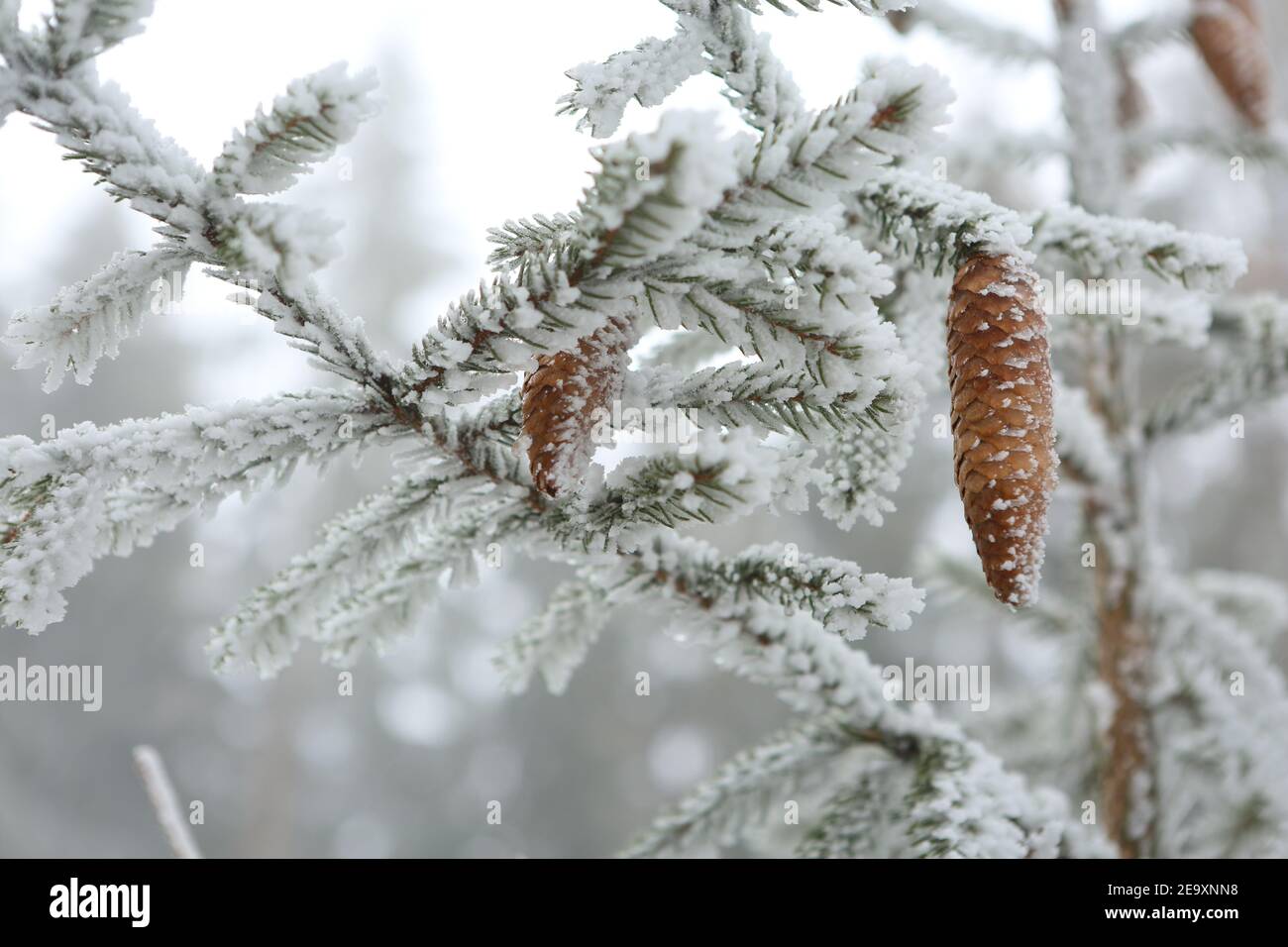 Schierke, Deutschland. Februar 2021, 06th. Schneebedeckte Tannenzapfen hängen an einem Baum im Oberharz. Ausflügler haben am Samstag den verschneiten Harz weitgehend gemieden und sich wegen der angekündigten Winterwetterextreme nicht unnötig in Gefahr gebracht. Quelle: Matthias Bein/dpa-Zentralbild/dpa/Alamy Live News Stockfoto