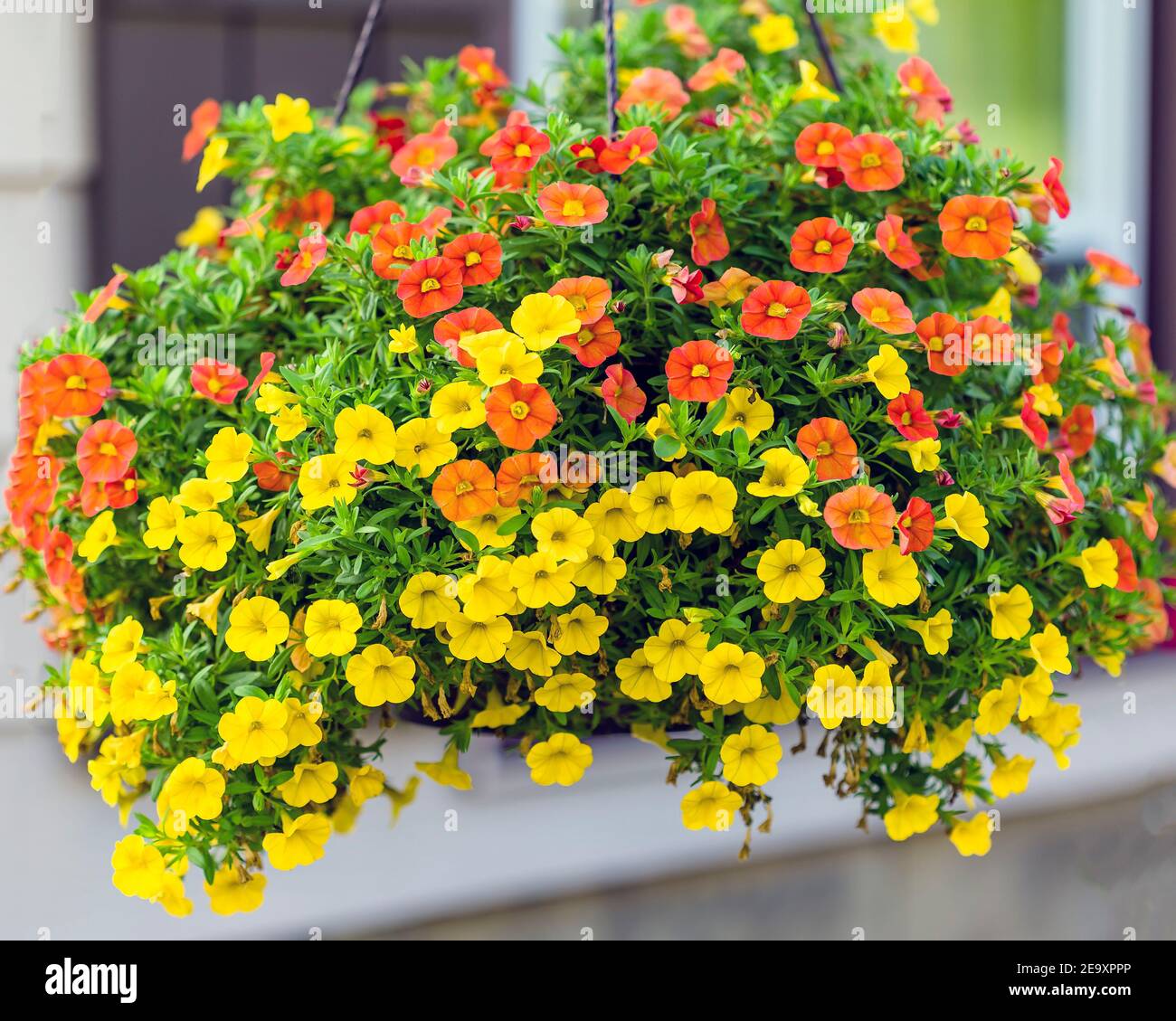 Weite Ansicht von einem hängenden Korb von Millionen Glocken Blumen Stockfoto