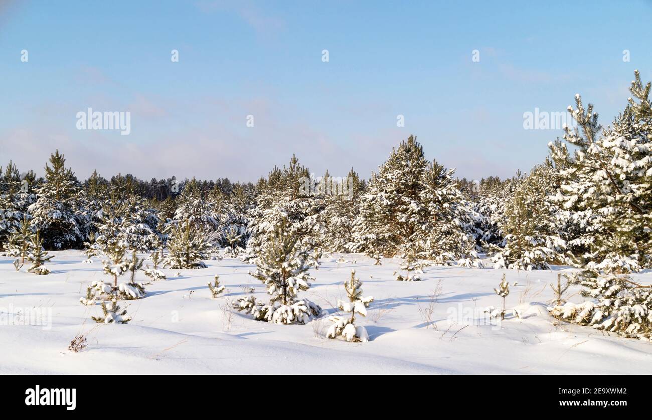 Die Winterlandschaft mit Holz auf Hintergrund Himmel mit Wolke. Schöne Natur am Sonnentag in Russland Stockfoto