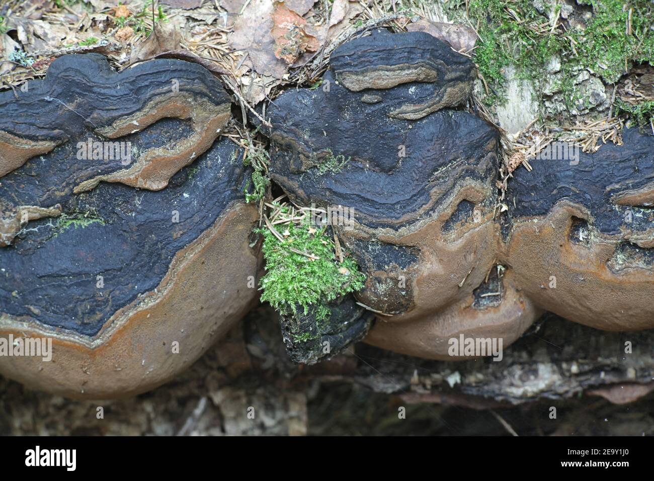 Phellinus cinereus, bekannt als Birkenklammerpilz, wlid polypore aus Finnland Stockfoto