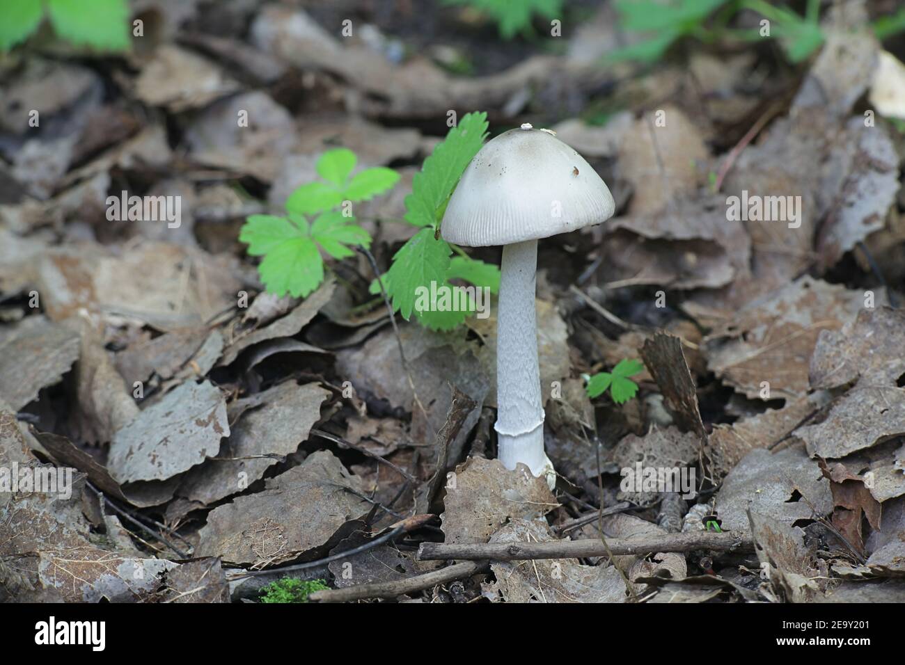 Amanita ochraceomaculata Fotos und Bildmaterial in hoher Auflösung