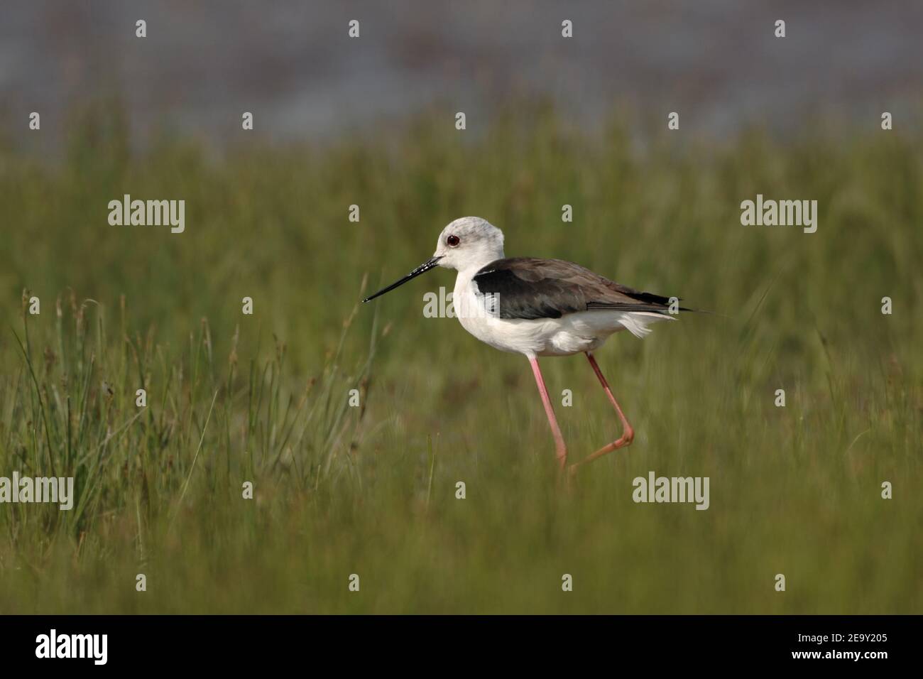 Black-winged Stilt ( Himantopus himantopus ) Spaziergang durch wachsende Schilf in flachen Gewässern, Tierwelt, Europa. Stockfoto