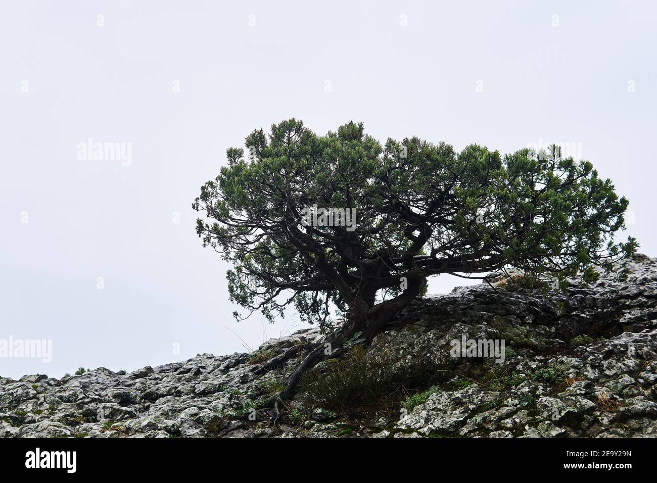 Wunderschön verdrehte mediterrane Kiefer auf einer Klippe gegen ein Leichter, wolkig Stockfoto