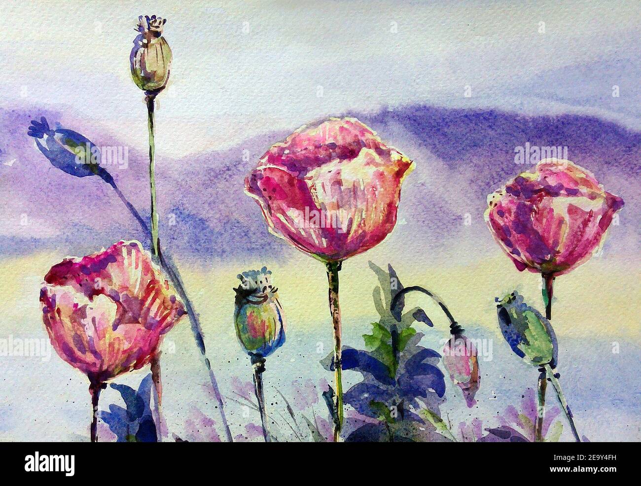 Kunst, Aquarellmalerei Mohnblume , abstrakt , Design , Hintergrund, aus thailand Stockfoto