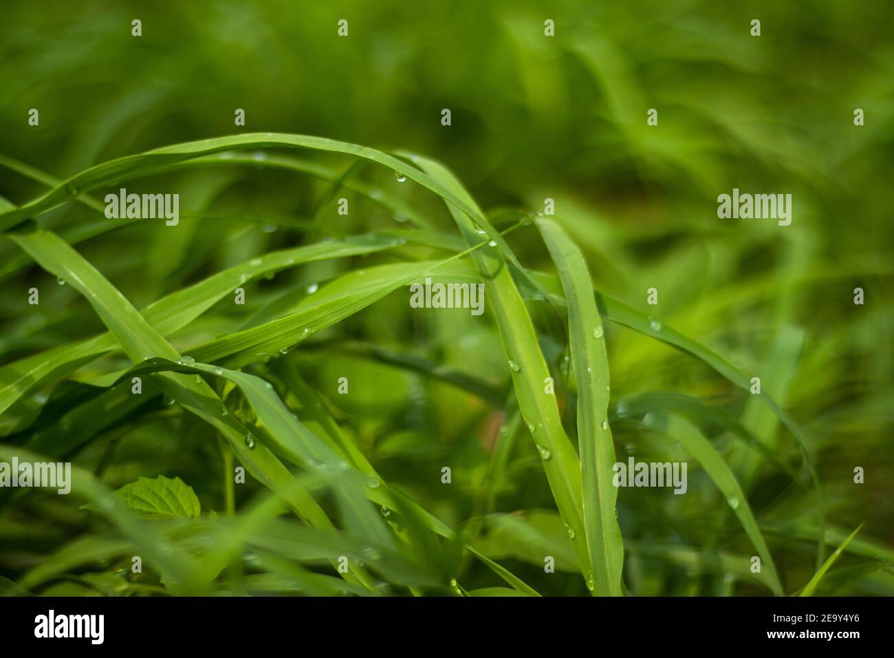 Grünes Gras Blätter mit Tautropfen in der Morgensonne und Grüner Hintergrund Stockfoto