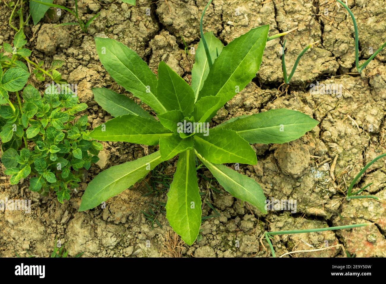 Es hat so viele gemeinsame Namen, wie Marian Thistle, Mediterranean Milk Thistle, Mary Thistle, und variegated Thistle. Stockfoto