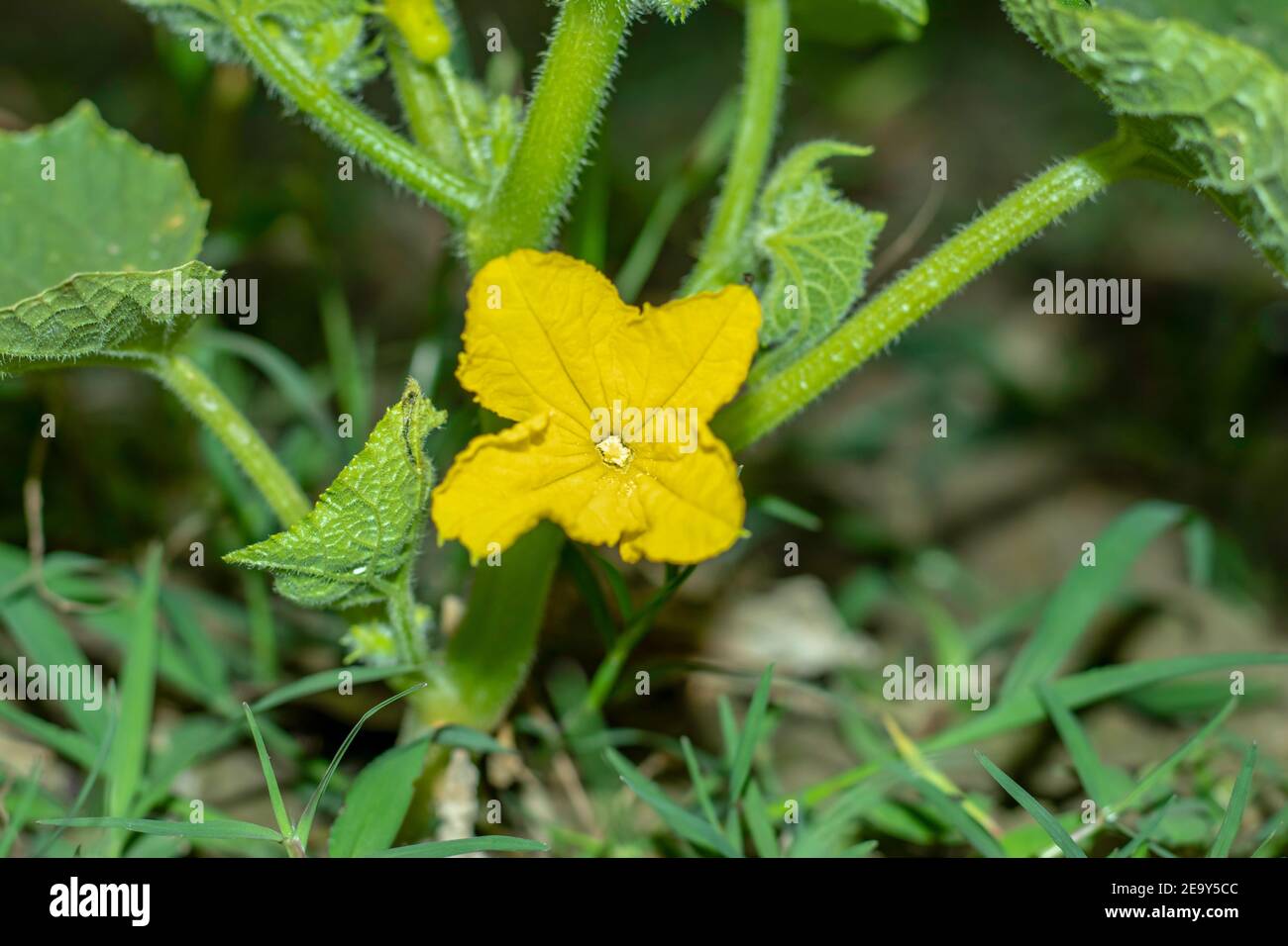 Gelbe Blume oder Moschusmelone oder Cucumis melo oder armenische Gurke. Es wird eigentlich eine Moschusmelone genannt Stockfoto