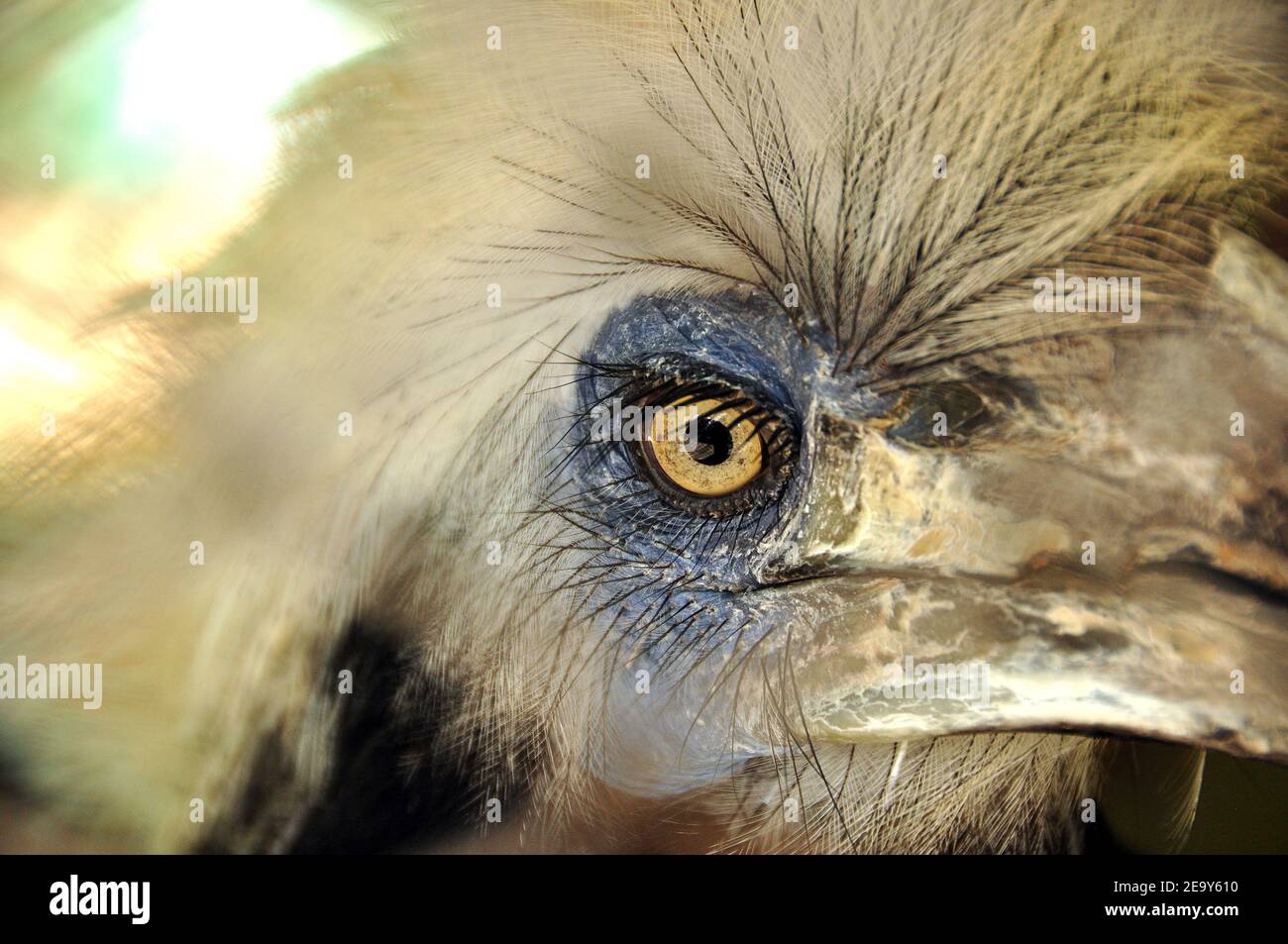 Nahaufnahme des Auges des weißen Hornbills, Nahaufnahme des weißen Hornbills mit Schnabel und gelbem Auge Stockfoto