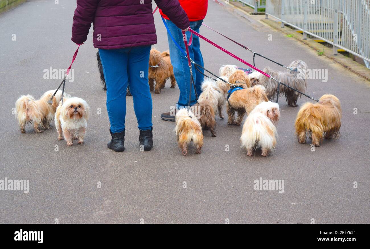 Die Leute laufen mit vielen kleinen, lustig aussehenden Hunden an der englischen Strandpromenade. Stockfoto