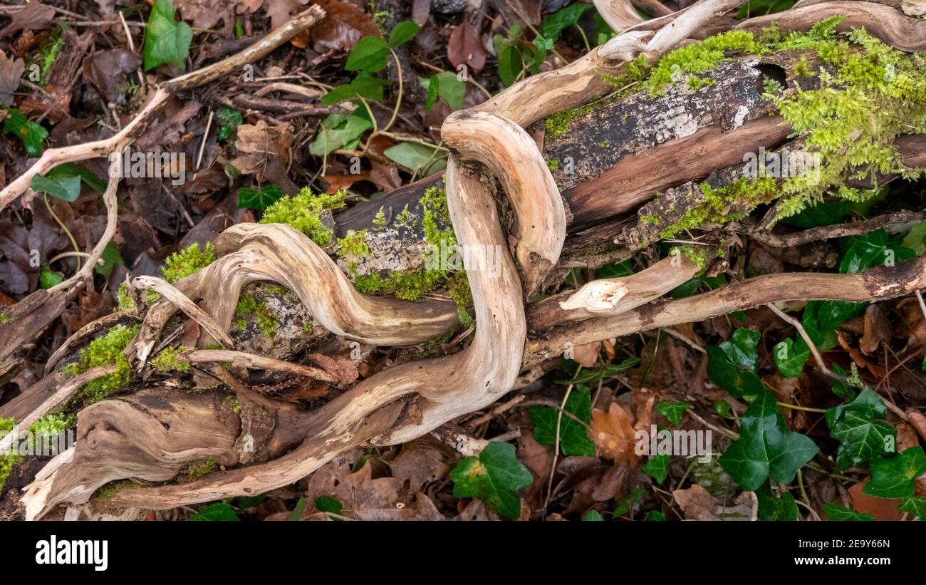 Trockener Baumstamm und Lianen in ewiger Umarmung Stockfoto