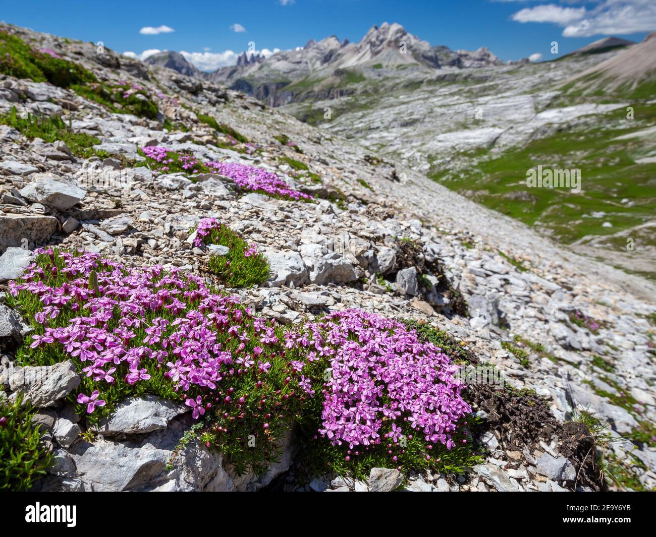 Blüte von Silene acaulis, die alpine Pflanze trägt. Die Dolomiten des Naturparks Puez-Geisler. Italienische Alpen. Europa. Stockfoto