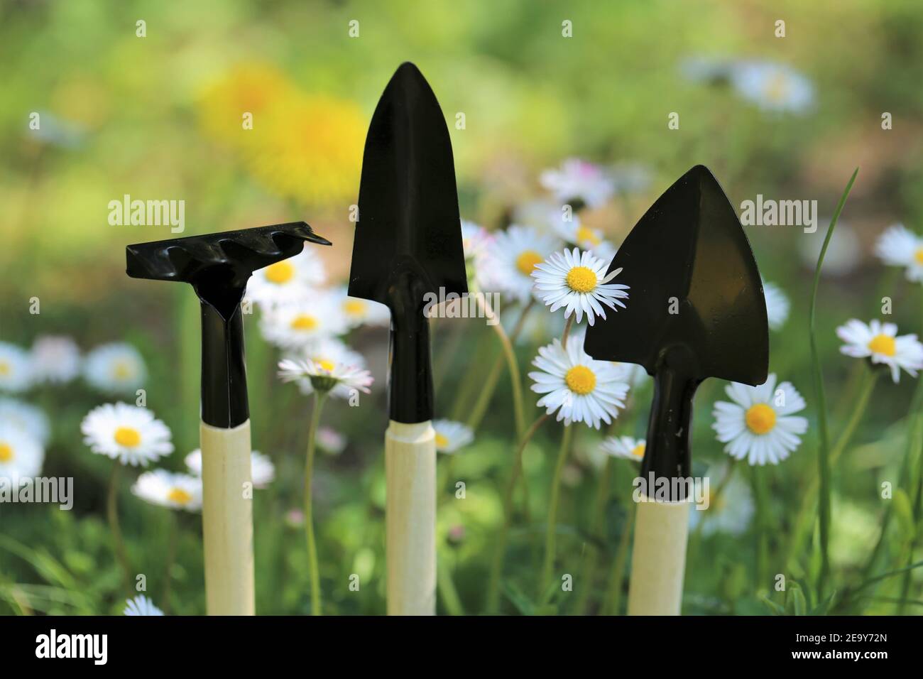Gartenarbeit im Frühling und Sommer. Miniatur-Gartengeräte in Kamillenblüten auf verschwommenem blühenden Garten Hintergrund.Floriculture und Gartenbau Stockfoto