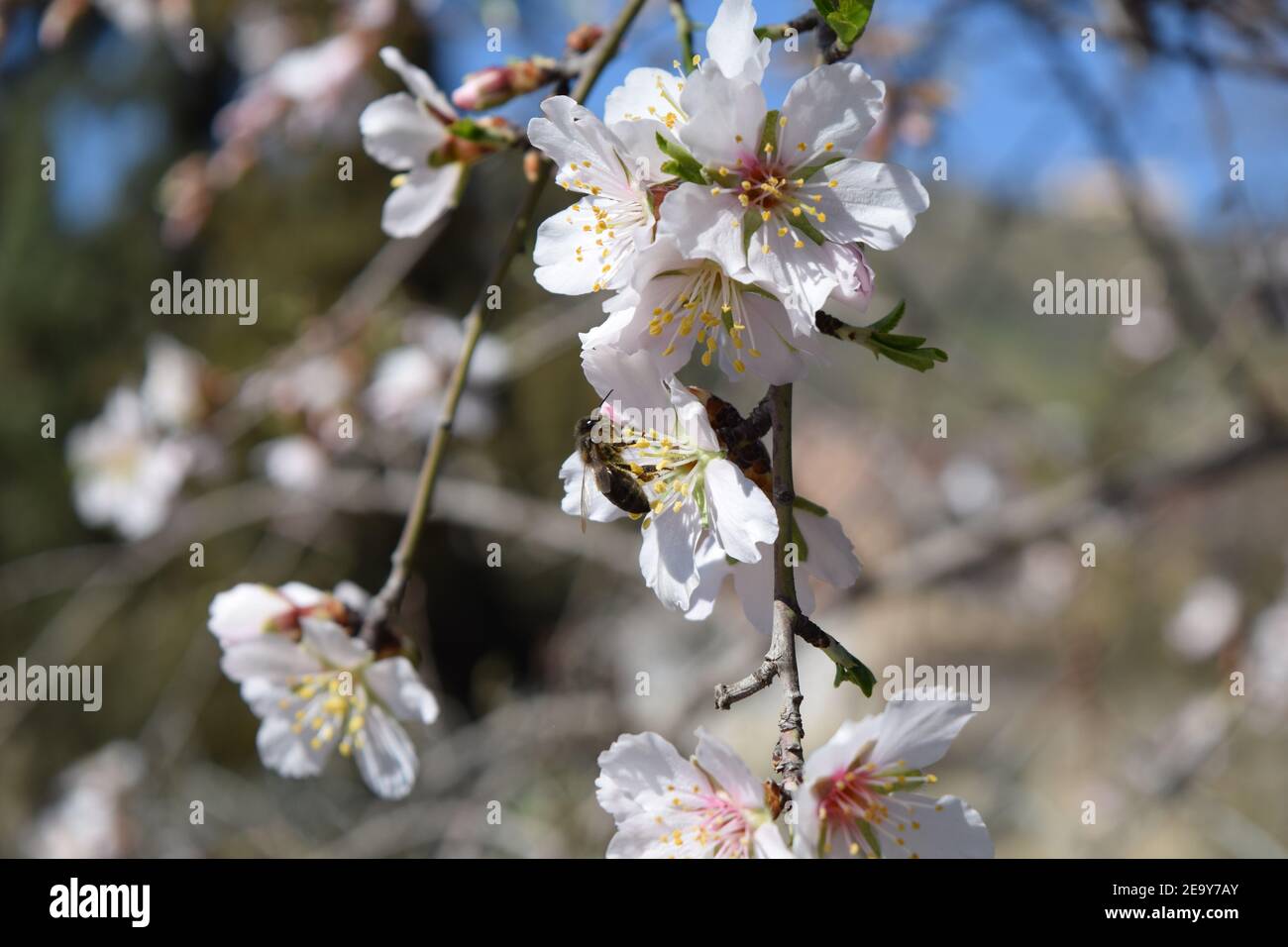 Honigbiene bestäubt Mandelblüte Stockfoto