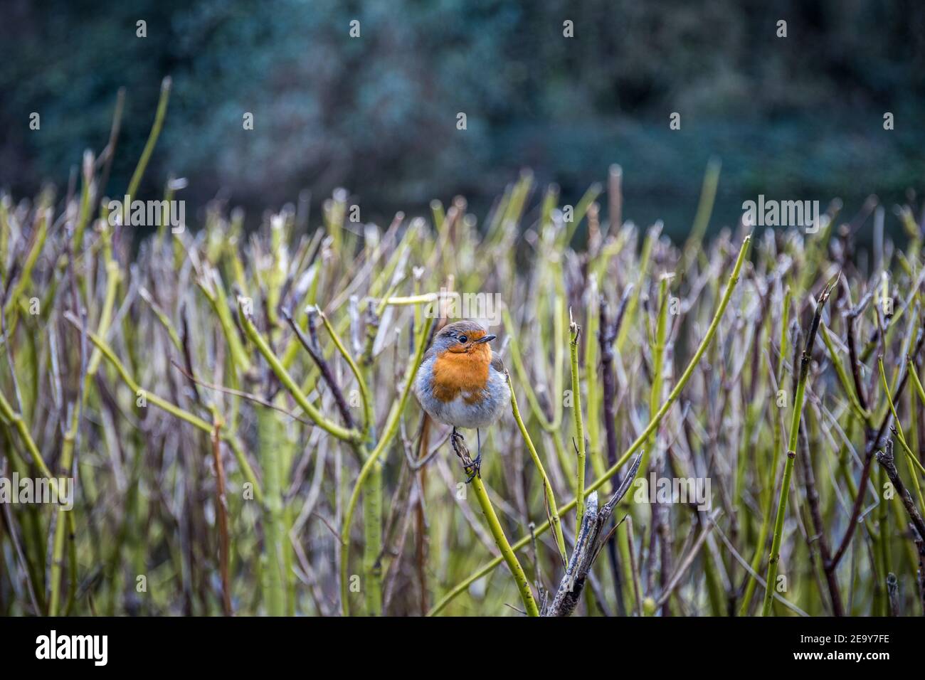 Wildvogel posiert Stockfoto