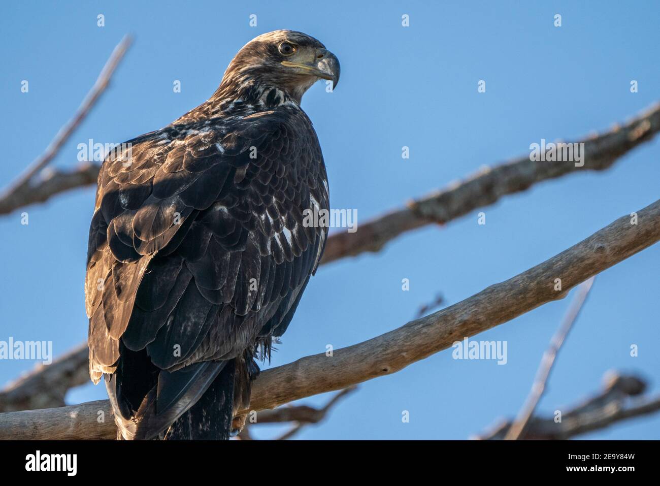 Juvenile Weißkopf-Seeadler Stockfoto