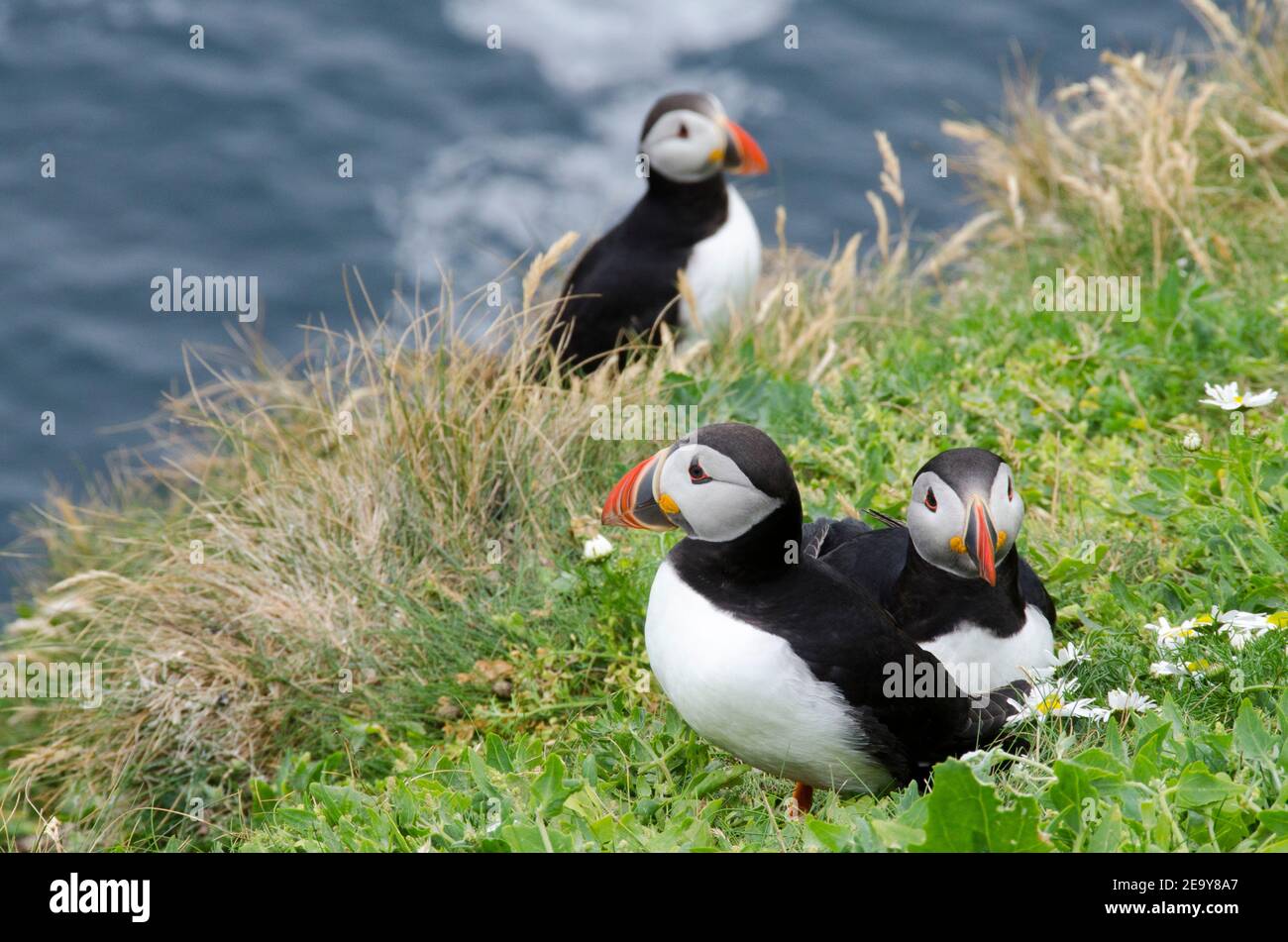 Papageitaucher Stockfoto