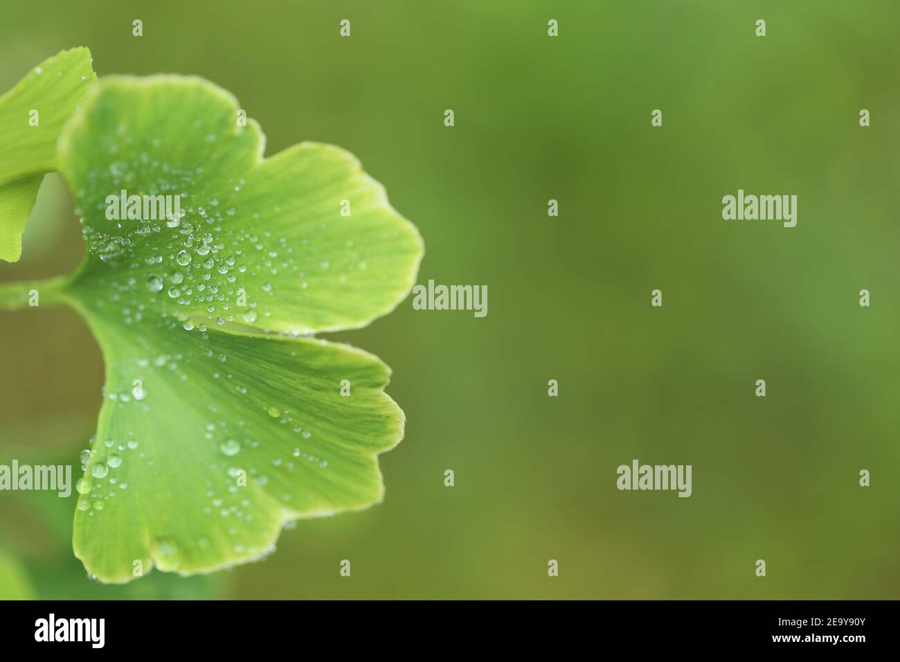 Ginkgo biloba Blätter schließen auf verschwommenem grünen Hintergrund.Ginkgo biloba Zweig.Nützliche Pflanzen. Alternative Medizin Stockfoto