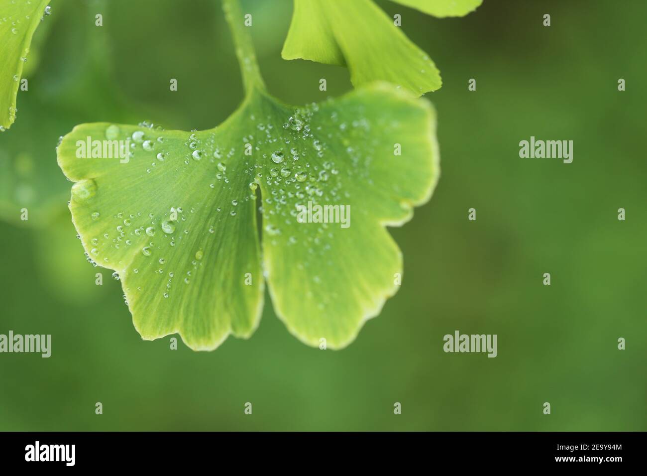Ginkgo biloba Blätter mit Wassertropfen auf verschwommenem grünen Hintergrund.Ginkgo biloba Zweig.Nützliche Pflanzen. Alternative Medizin Stockfoto