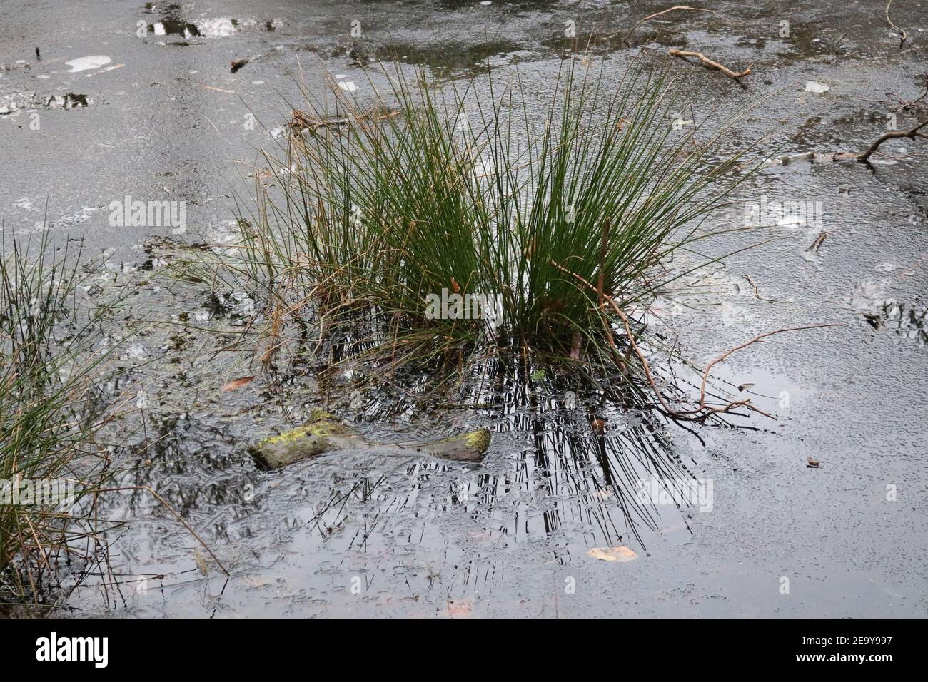 Klumpen im gras Fotos und Bildmaterial in hoher Auflösung Alamy