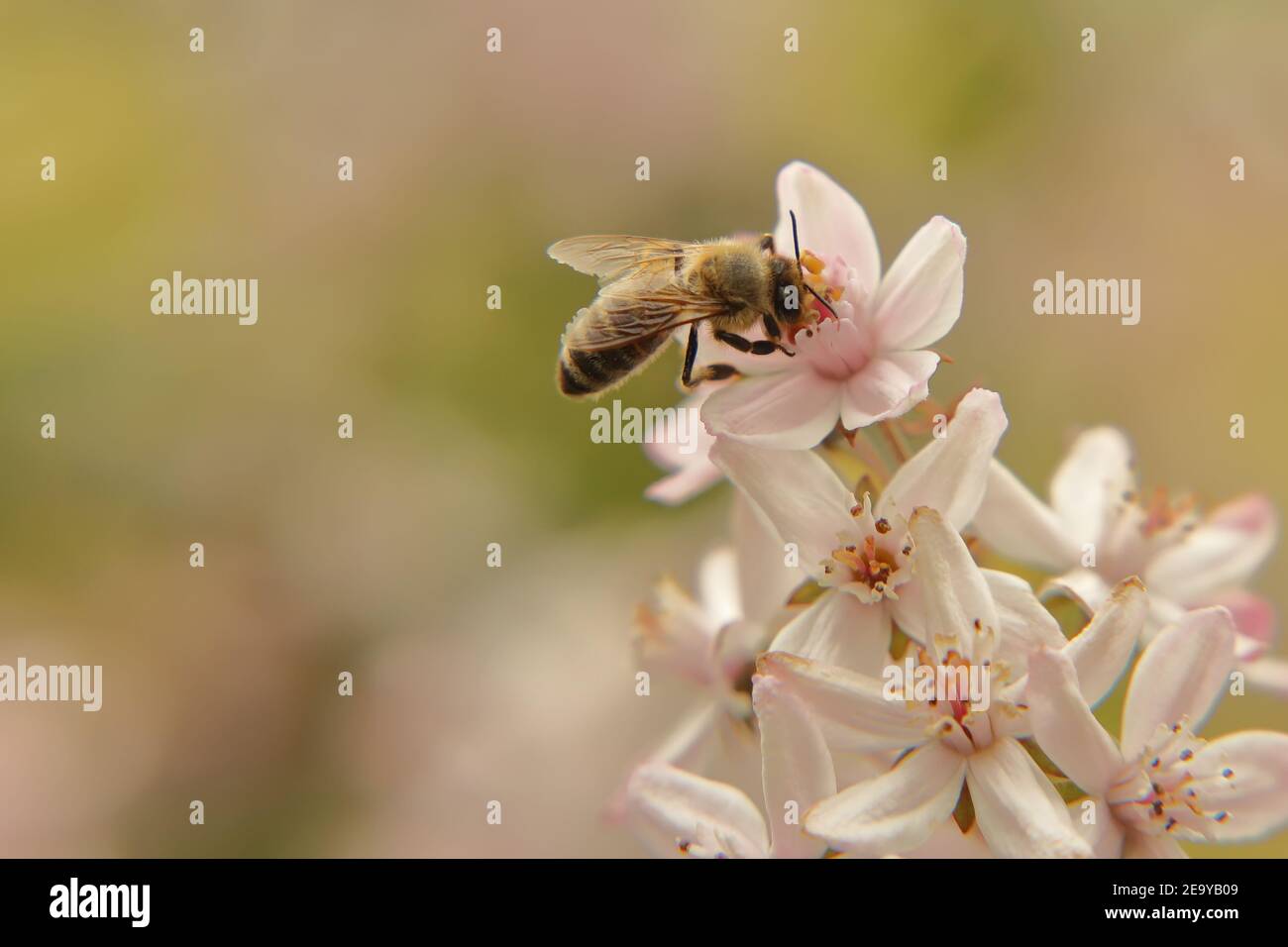 Honigbiene auf einer blühenden Deutzia Stockfoto