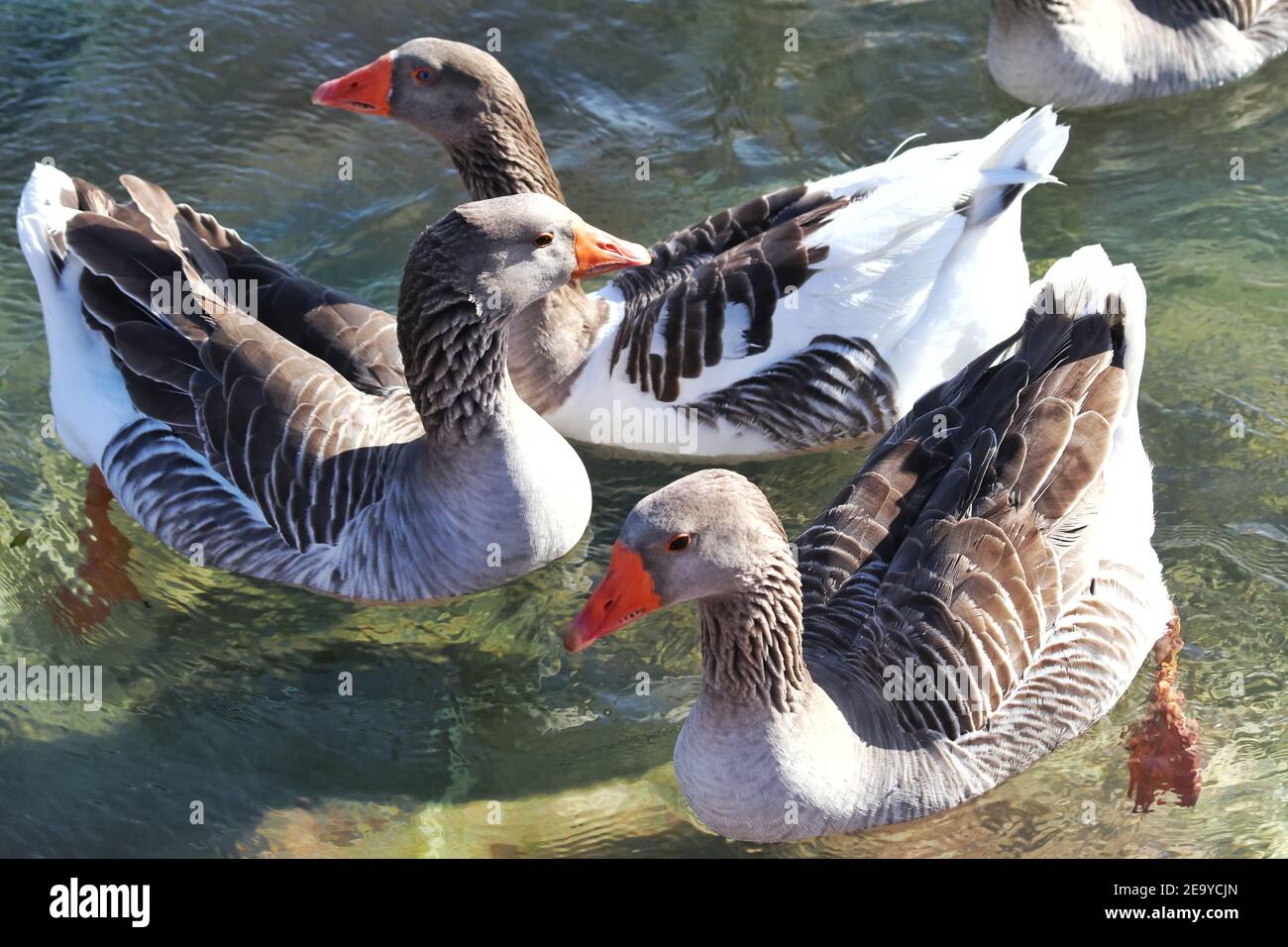 Eine Gruppe Enten schwimmen im Wasser Stockfoto