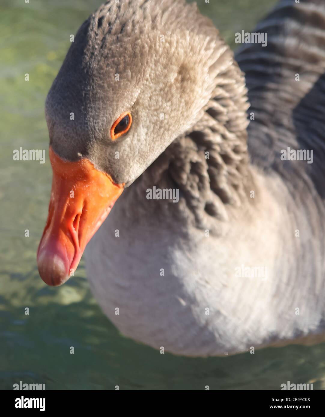 Nahaufnahme einer Ente, Stockfoto