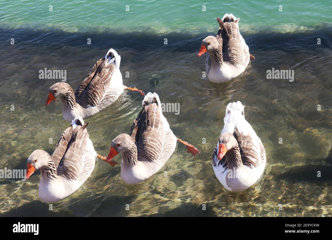 Eine Gruppe Enten schwimmen im Wasser Stockfoto