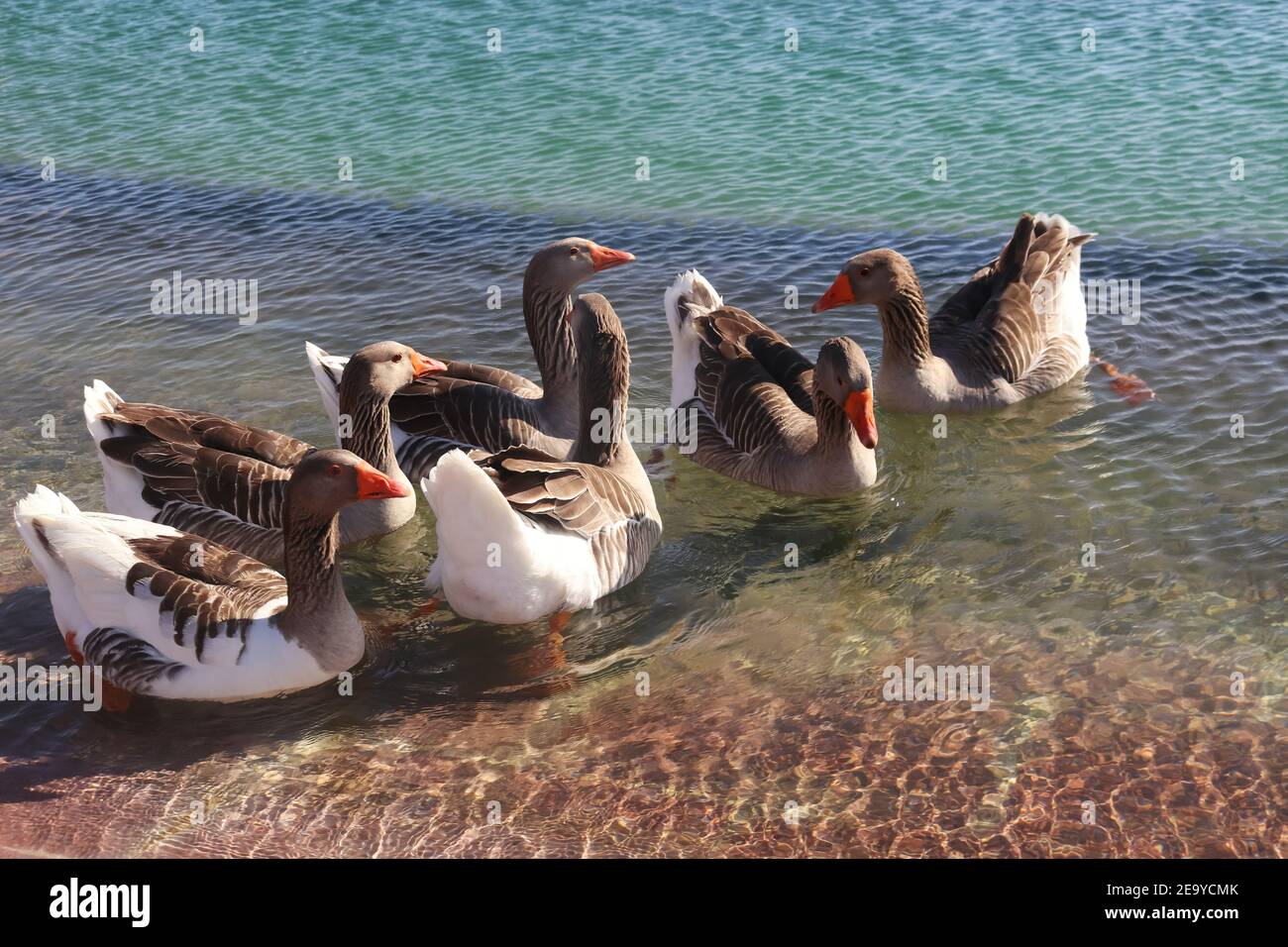 Eine Gruppe Enten schwimmen im Wasser Stockfoto