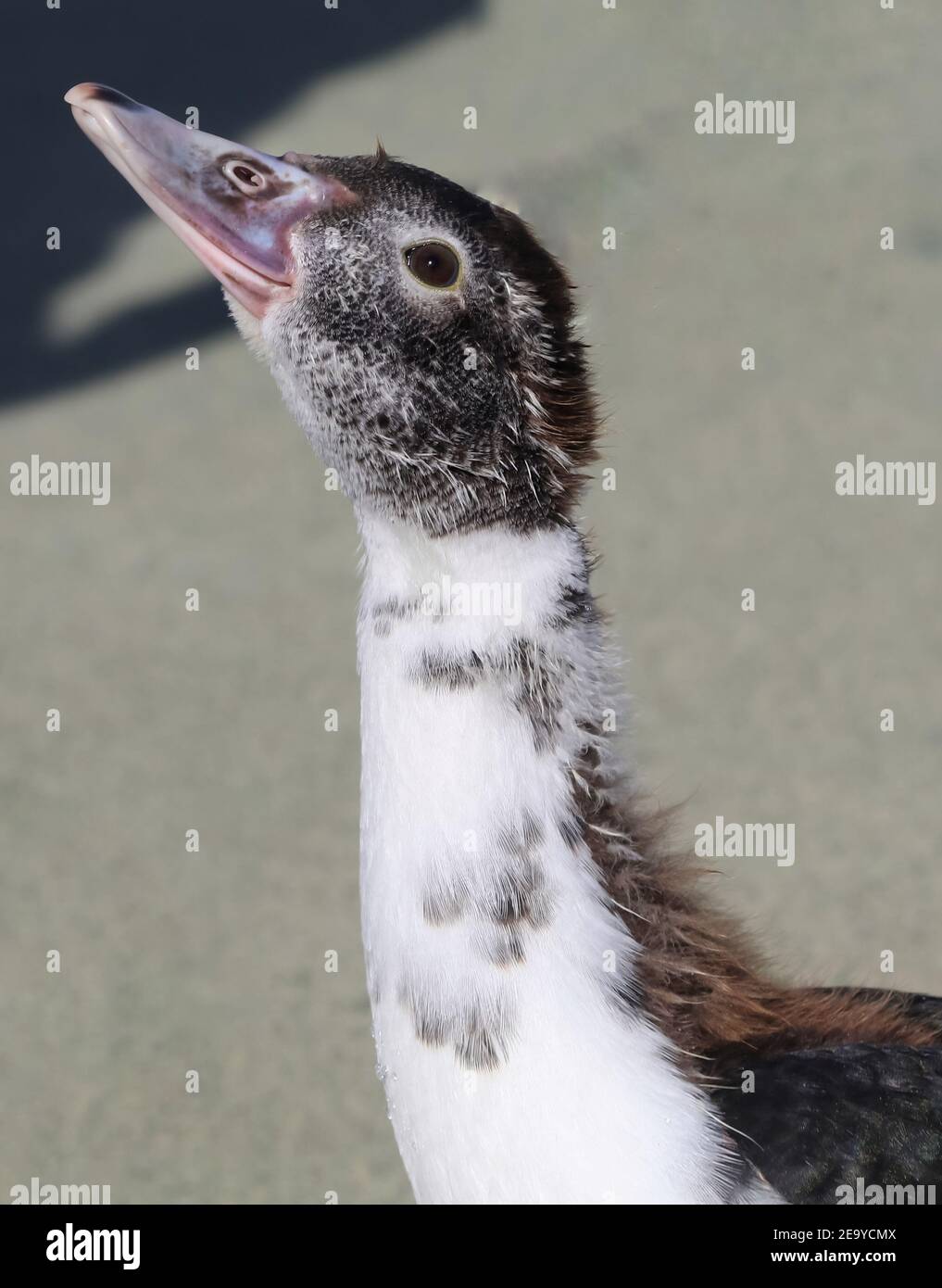 Nahaufnahme einer Ente, Stockfoto