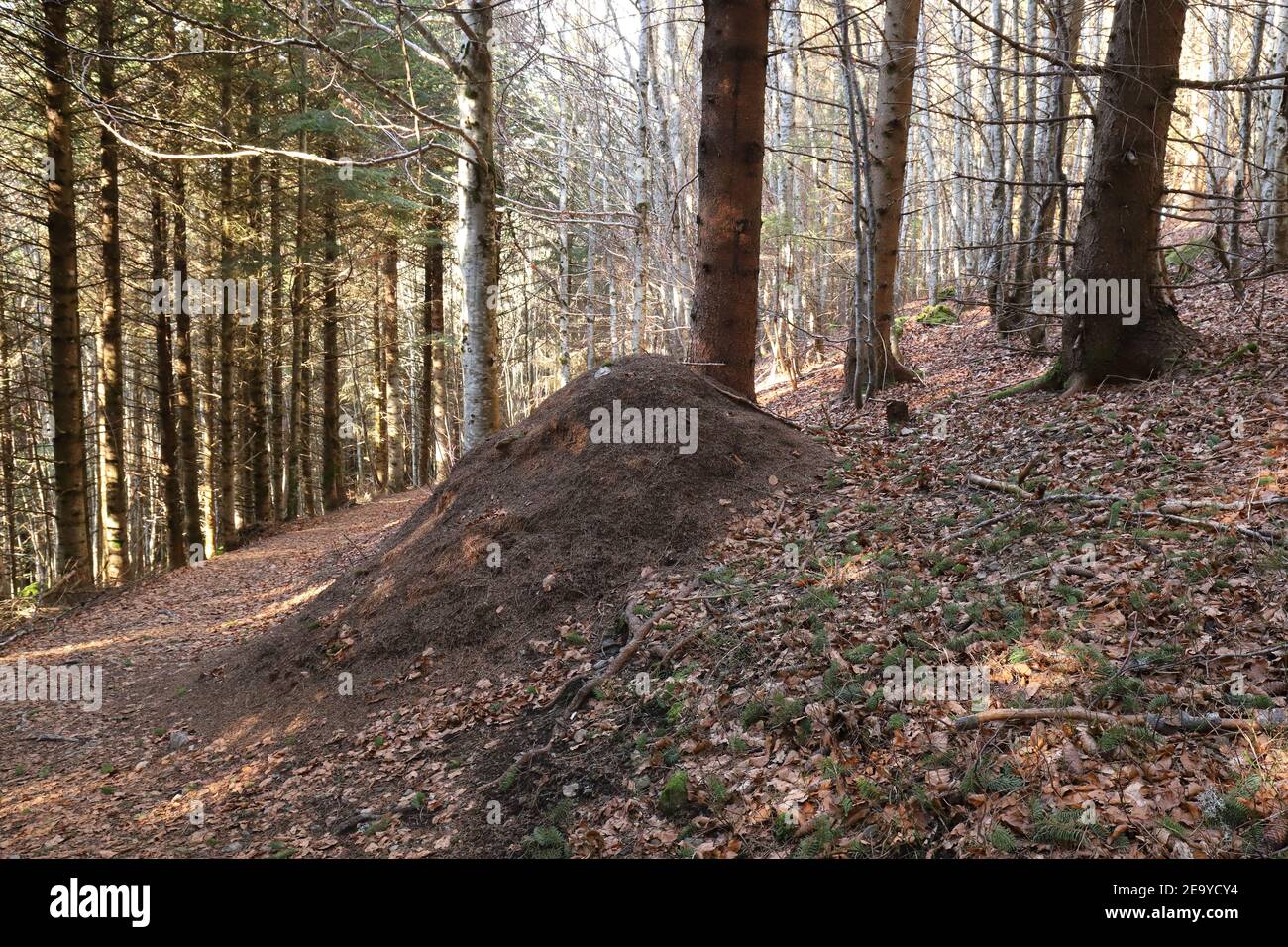 Ameisenhügel bei Schluchsee im Schwarzwald in Deutschland Stockfoto