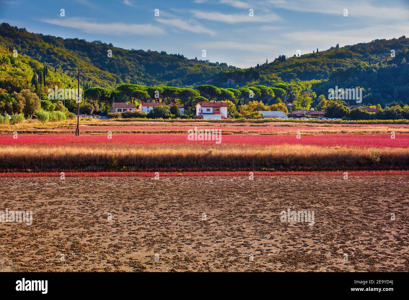 Blick auf das Halophytenfeld. Die salztolerante Pflanze, die in Böden oder Gewässern mit hohem Salzgehalt wächst. Strunjan Naturpark. Slowenien Stockfoto