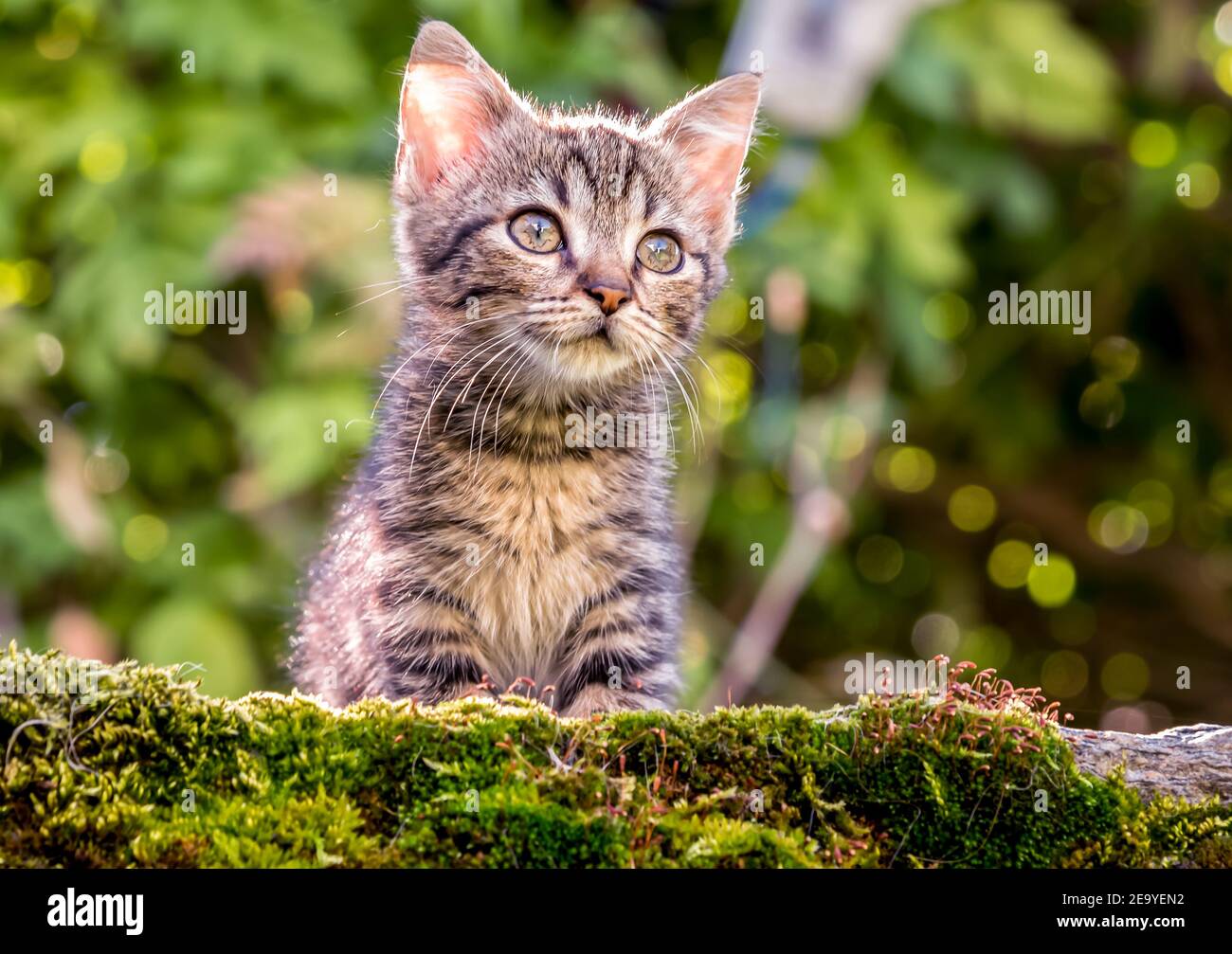 Ein kleines Kätzchen im Garten auf grünem Hintergrund. Stockfoto