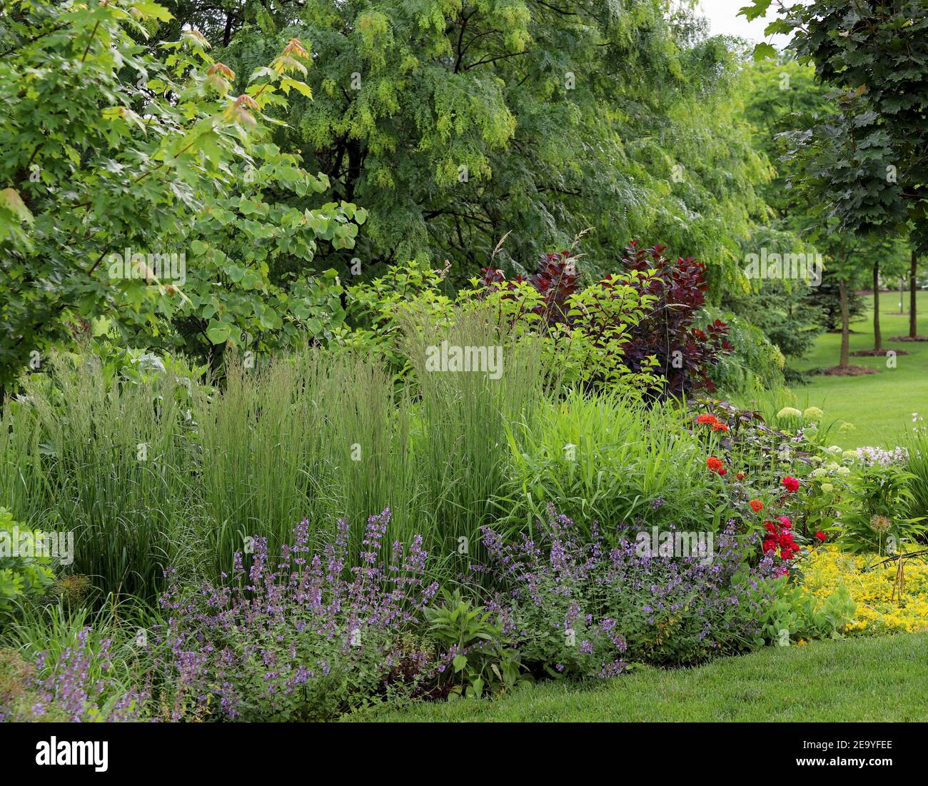 Cotinus coggygria 'Royal Purple', Smoke Bush - ein herausragendes im Garten mit wunderschönen dunkelvioletten Blättern inmitten von 'Northwind' Ziergras. Stockfoto