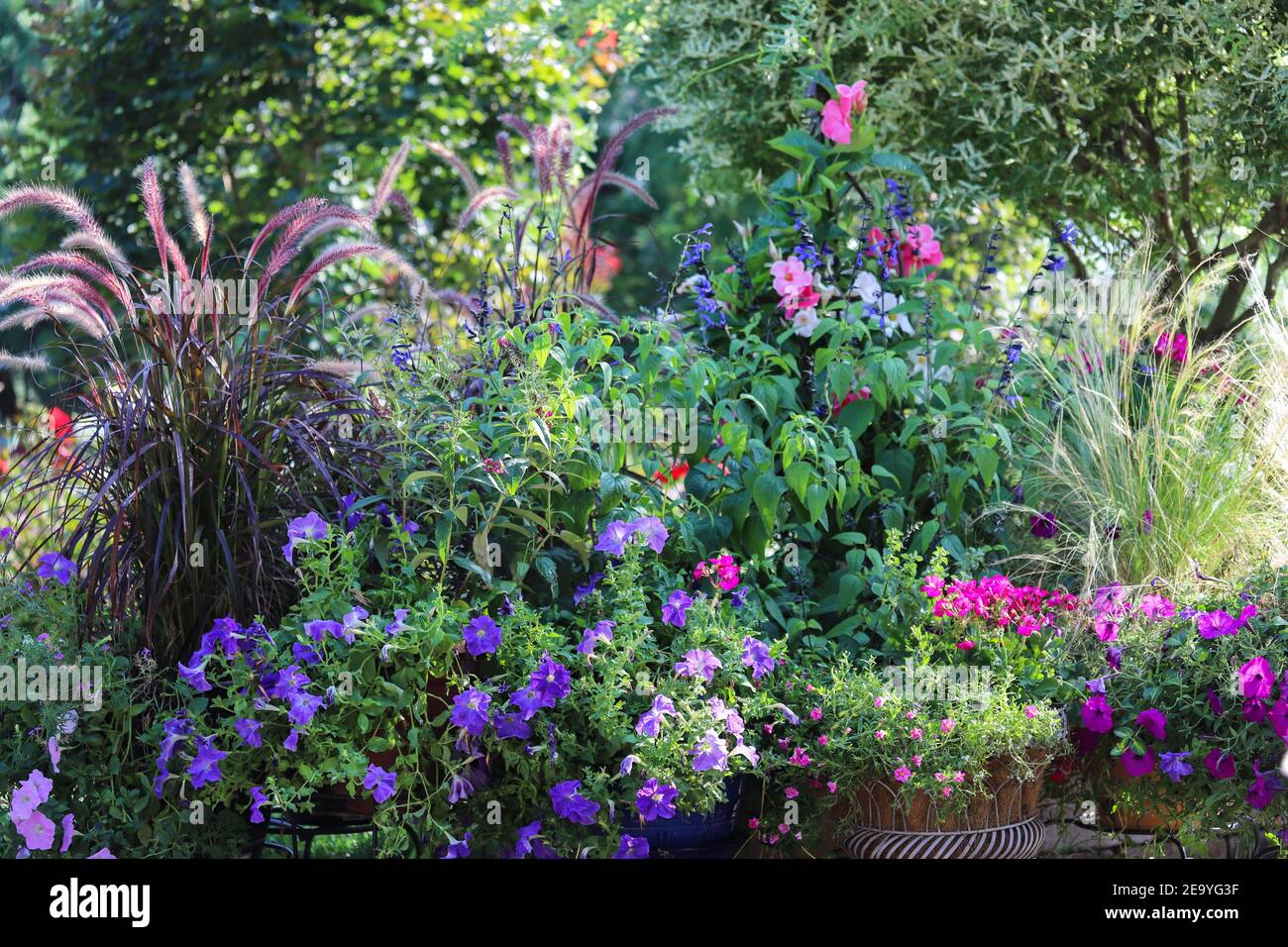 Anmutiges, schimmerndes, violettes Brunnengras, das in den warmen Chicagoer Winden winkt. Stockfoto