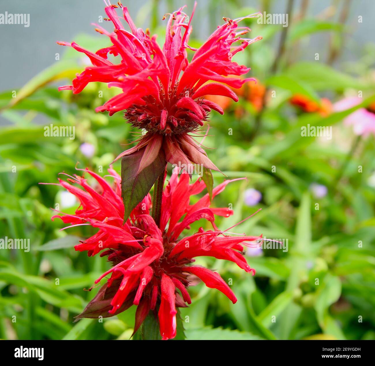 Die leuchtend rote Bienenbalsam-Pflanze monarda didyma, die von der Morgensonne hervorgehoben wird, ist eine medizinische Blume mit einem duftenden Geruch und ein Magnet für Kolibris. Stockfoto