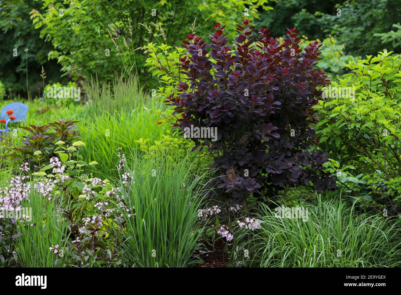 Cotinus coggygria 'Royal Purple', Smoke Bush - ein herausragendes im Garten mit wunderschönen dunkelvioletten Blättern inmitten von 'Northwind' Ziergras. Stockfoto