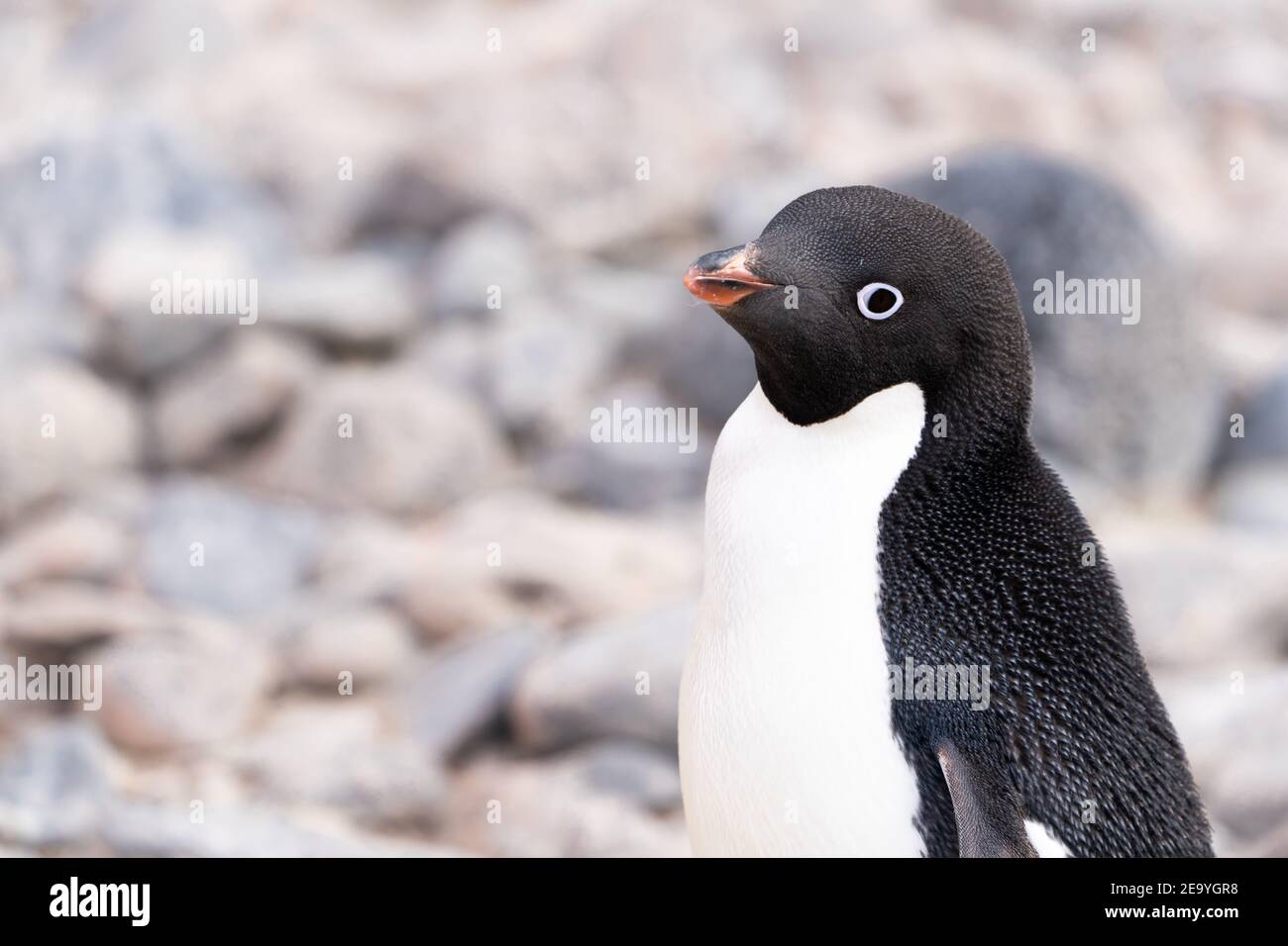 Ein süßer adelie-Pinguin in der Antarktis geht mir den Weg Stockfoto