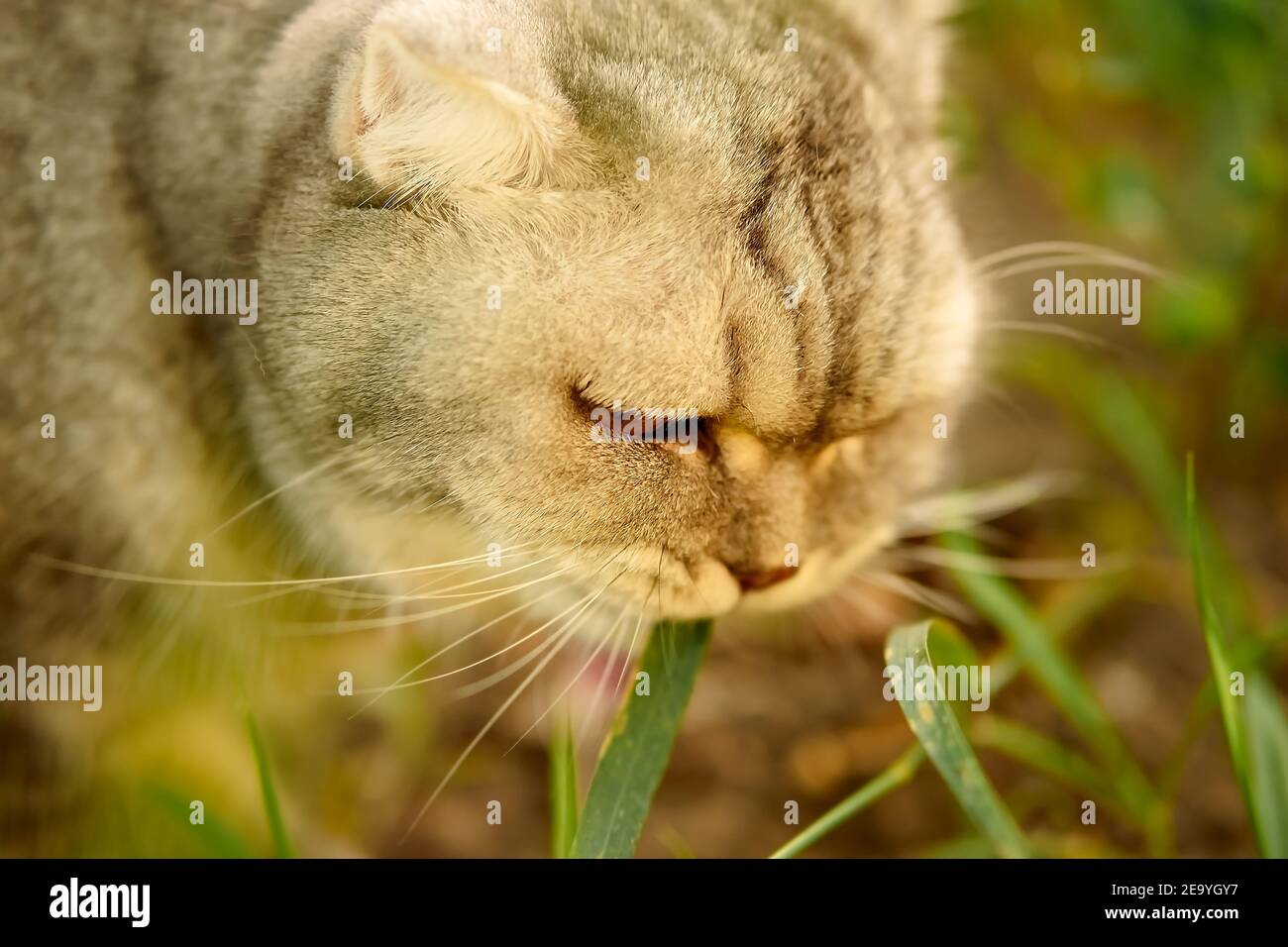 Schöne graue tabby Katze geht auf der Straße und frisst Gras. Nahaufnahme Porträt von Tier, Gras und Vitamin für Katze Stockfoto