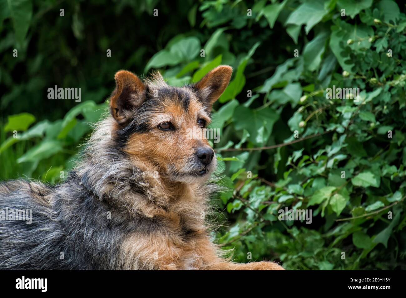 Shaggy streunenden Hund ​​pricked seine Ohren Stockfoto
