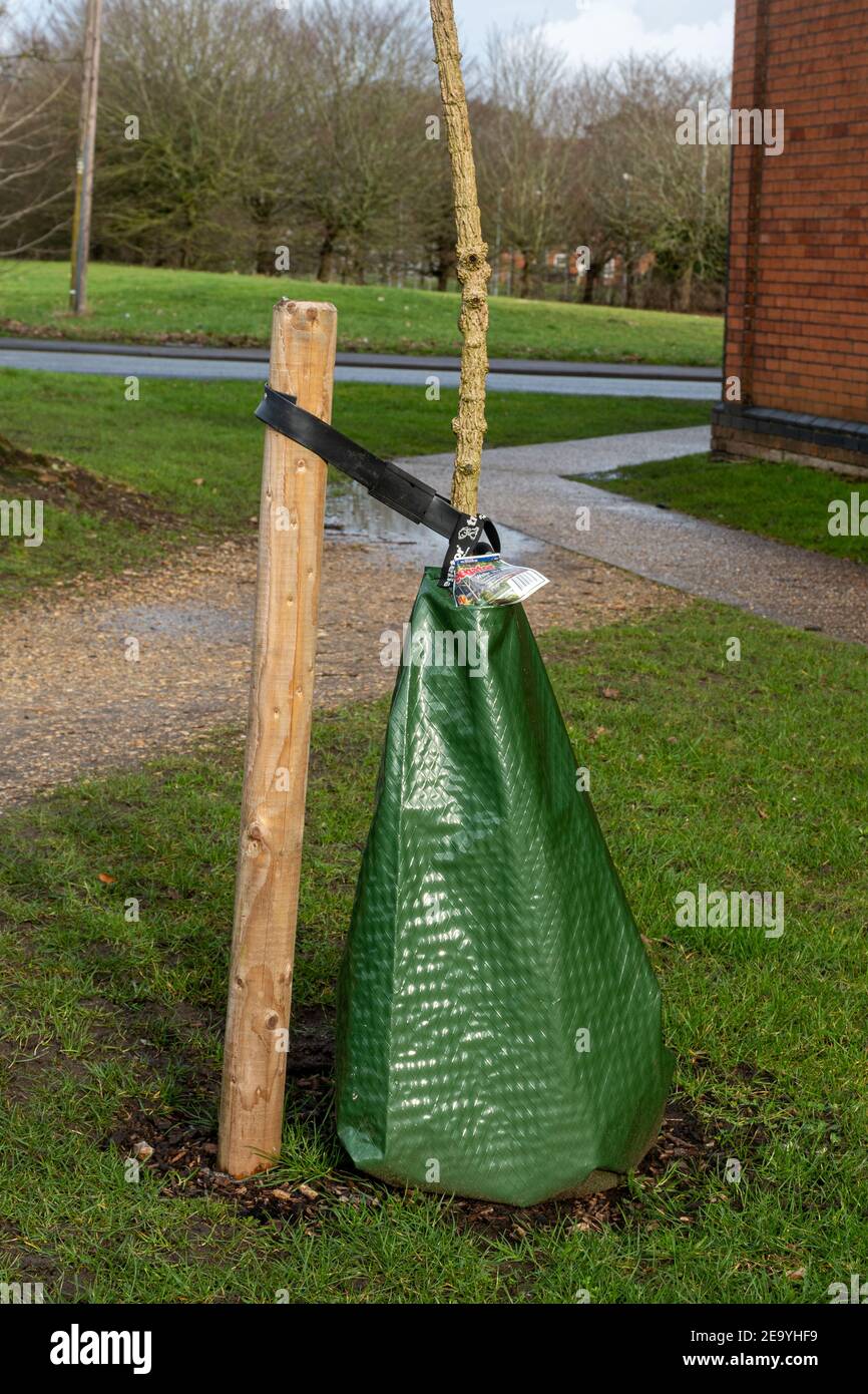 Neu gepflanzte Baum in einem Treegator langsam Freigabe Bewässerungbeutel, Großbritannien Stockfoto