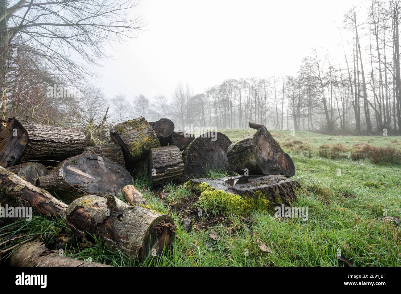 Holzstapel als Lebensraum für Wildtiere und Bugs in einem Landpark, Hampshire, Großbritannien Stockfoto