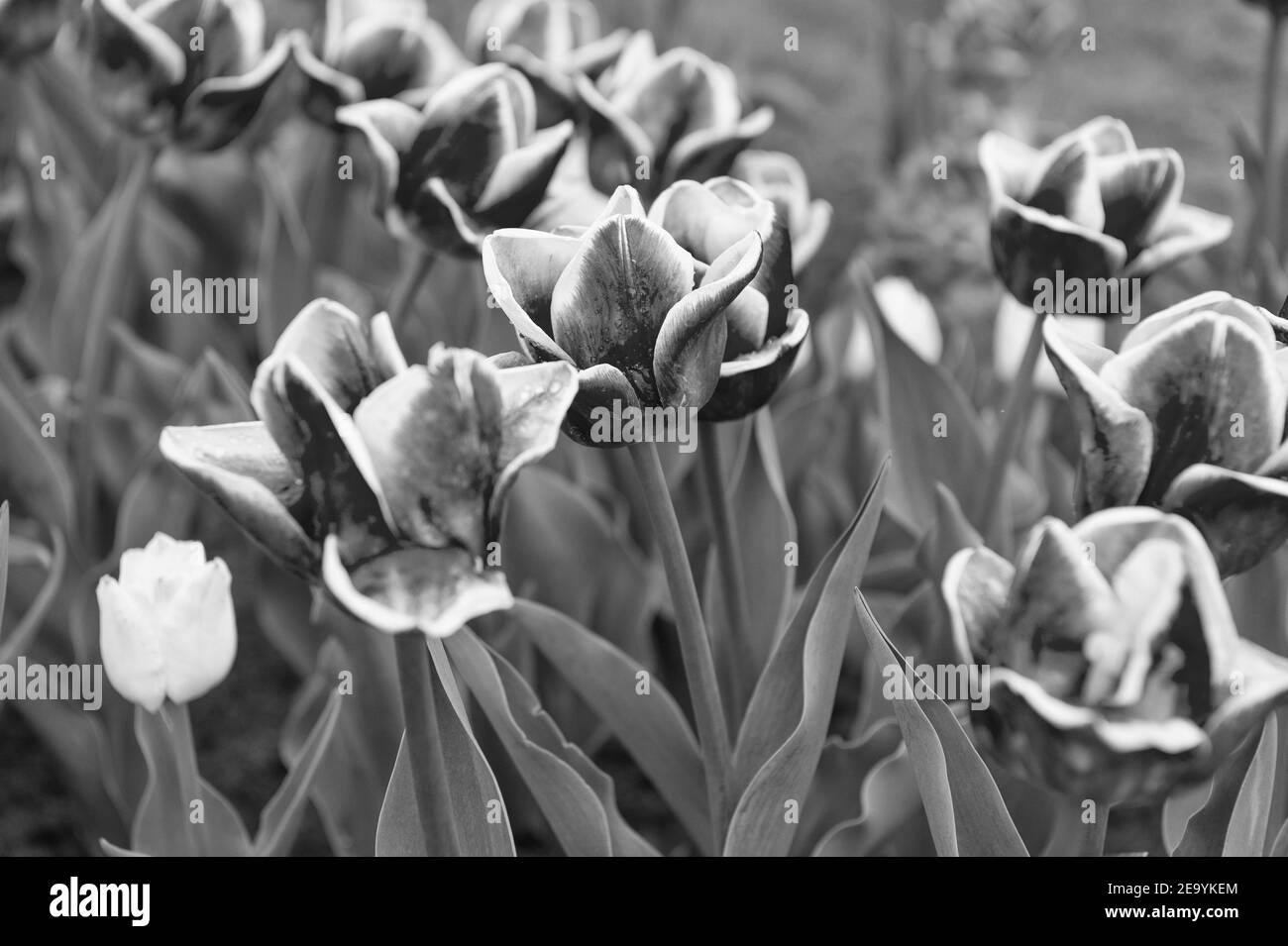 Fruchtbares Geschenk. Rosa Blüten im Feld. Landschaft der niederländischen Tulpen. Reisen im Frühling. Bunte Frühlingszollenfeld. Rosa lebendige Blumen. Schönheit der Natur. Genießen Sie saisonale Blüte. Stockfoto