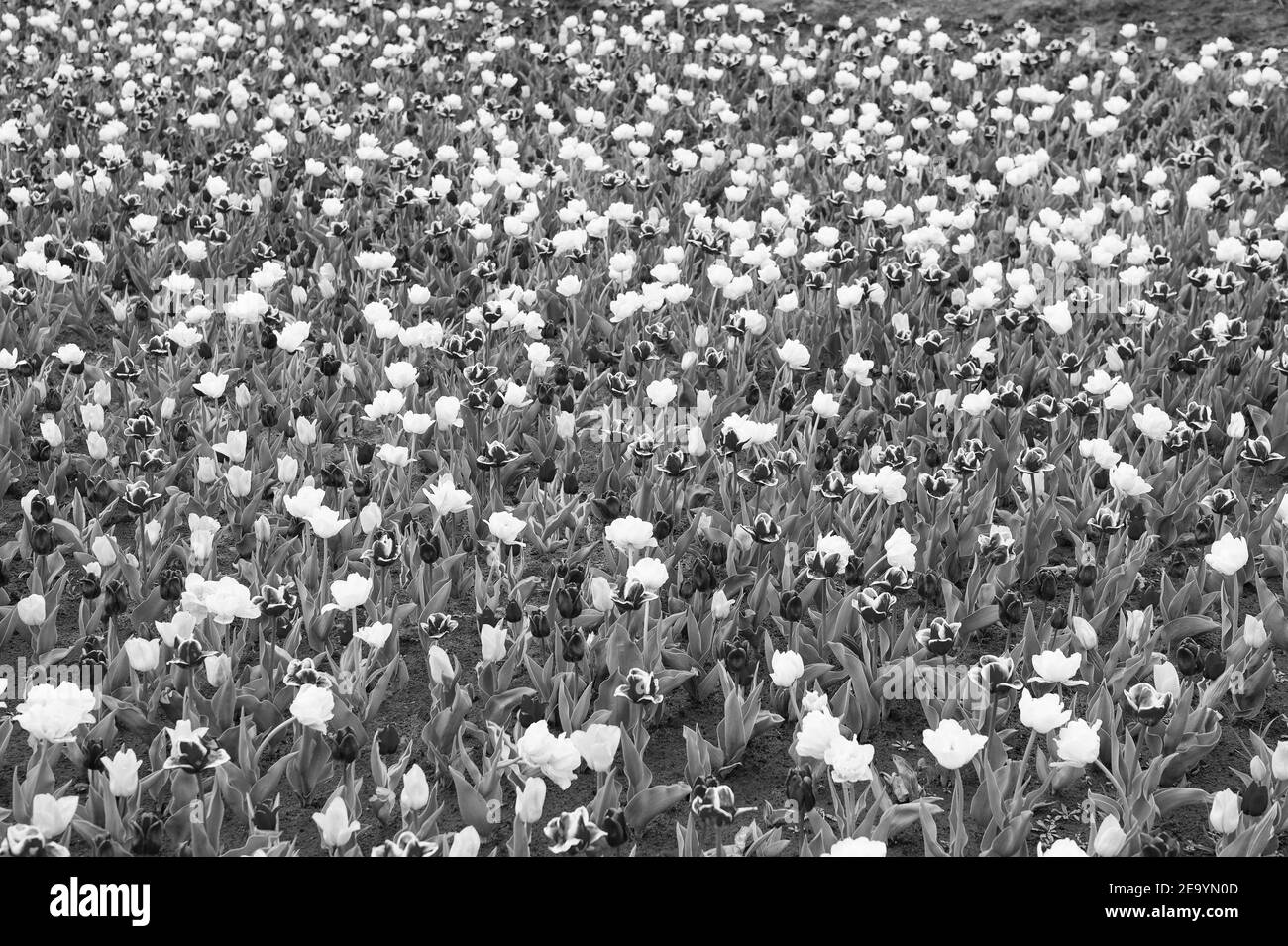 Ihr Leben wird farbig. Reisen im Frühling. Bunte Frühling Tulpenfeld. Bunte lebendige Blumen. Schönheit der Natur. Genießen Sie saisonale Blüte. Blumen im Feld. Landschaft der niederländischen Tulpen. Stockfoto