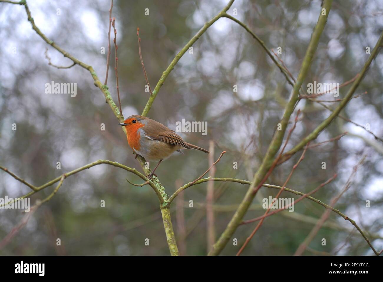 Nahaufnahme eines kleinen Robin-Vogels (Erithacus rubecula) - Europäischer Robin Stockfoto