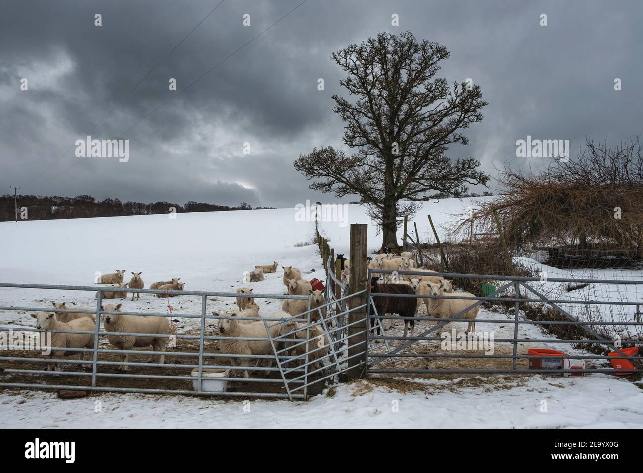 Schafe bei Divach im Winter. Stockfoto