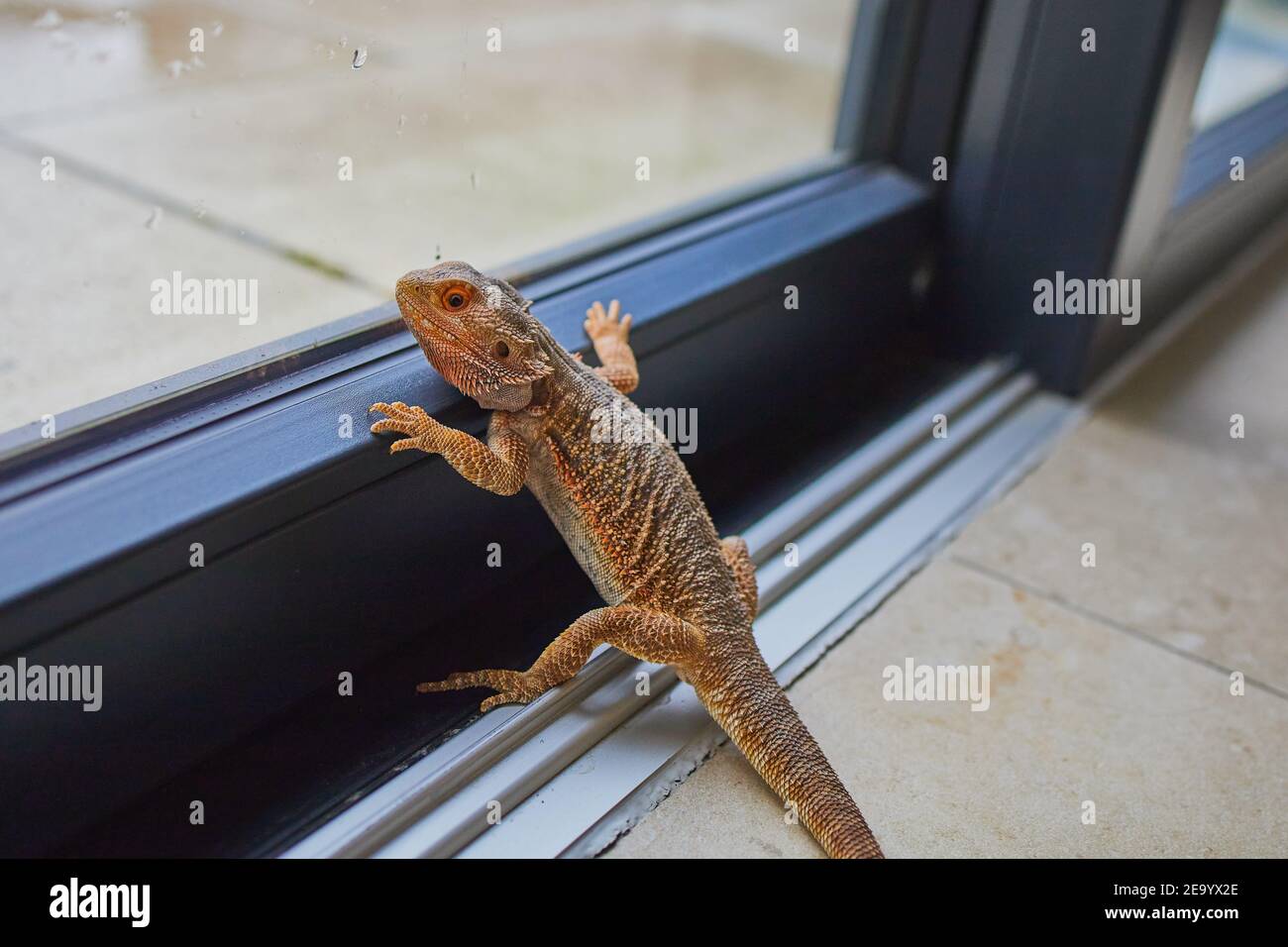 Kleiner bärtiger Drache sieht aus einer Terrasse traurig aus Fenster, während es regnet Stockfoto