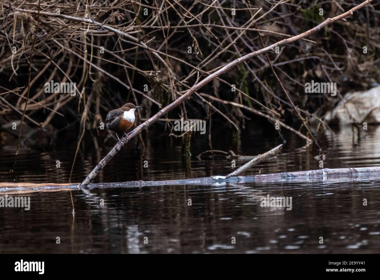 Ein weißer Kehltoffel, der an einem kalten Februarnachmittag auf dem Fluss Enrick in der Nähe seiner Mündung in Loch Ness gesichtet wurde. Stockfoto