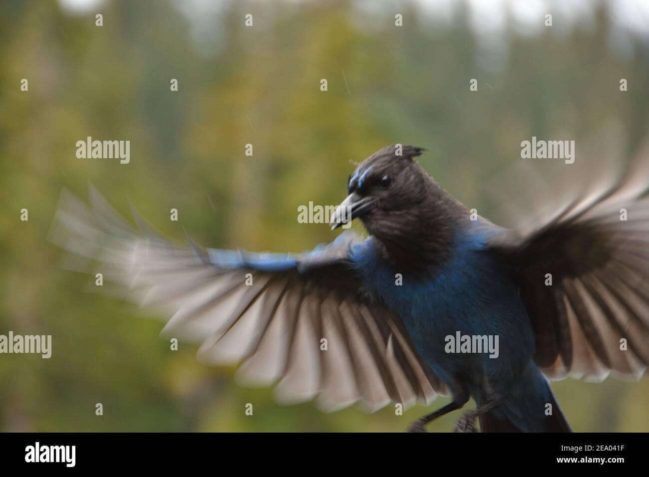 Nahaufnahme von Steller's Jay (Cyanocitta stelleri) im Flug mit Flügeln, die sich am Mt. Rainier National Park, WA Stockfoto