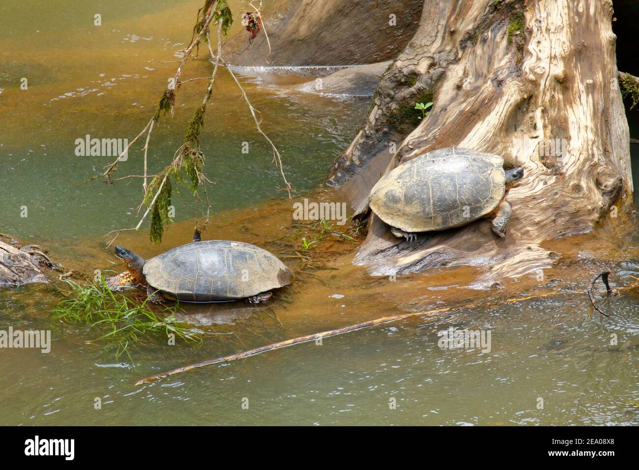 Zwei schwarze Flussschildkröten, Rhinoclemmys funerea, sonnen sich an einem Flussschnupfen im Puerto viejo. Stockfoto